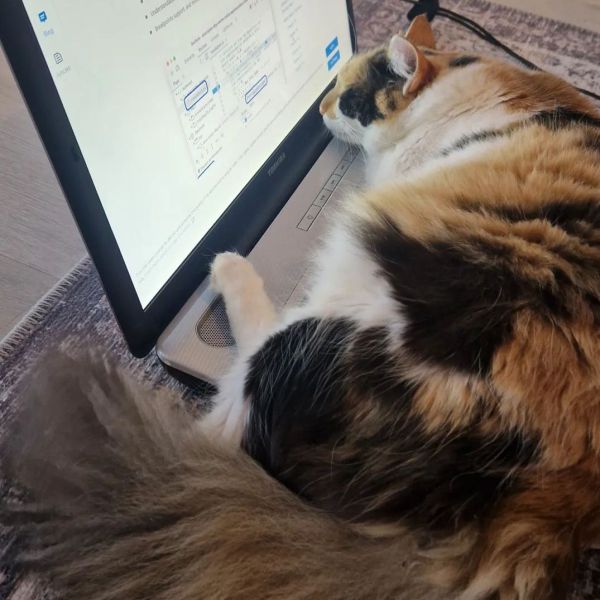 Fluffy uit Bad Nieuweschans zoekt een Kattenoppas