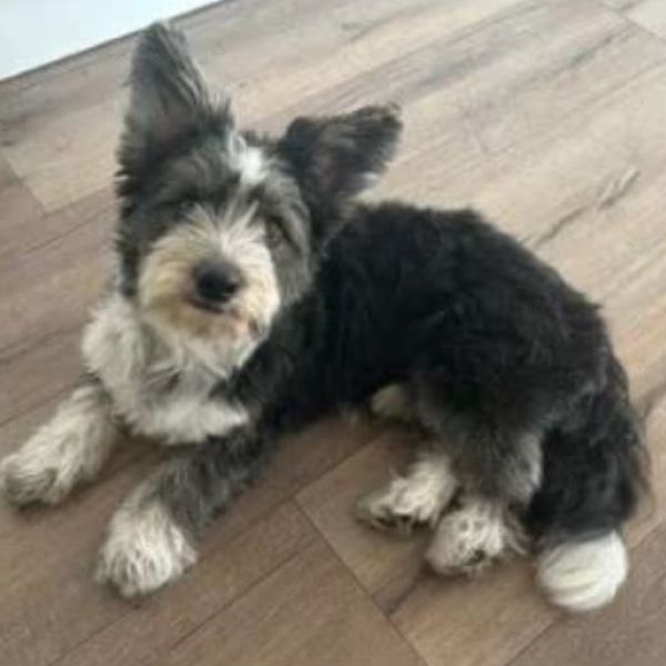 Huisdierenoppas Kat uit Amersfoort
