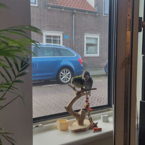 Henkie en Marley uit Waddinxveen zoekt een Vogeloppas