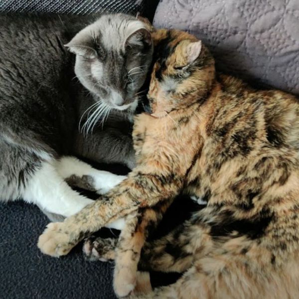 Hondenoppas Wilma uit Amstelveen