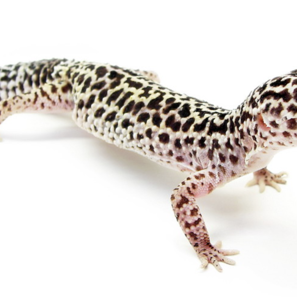 spike, Lily uit Didam zoekt een Reptielenoppas