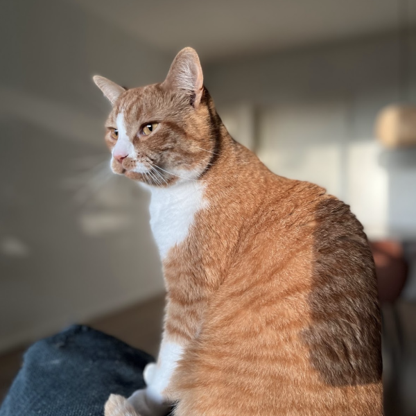 Giuseppe, Cleo uit Utrecht zoekt een Kattenoppas
