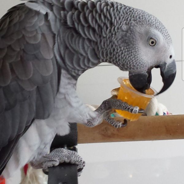Mayke uit Maastricht zoekt een Vogeloppas