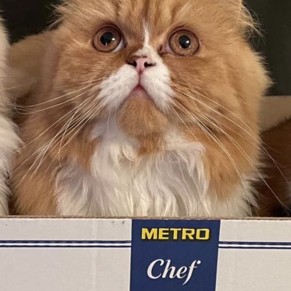 Indy, Ivy uit Zwijndrecht zoekt een Kattenoppas