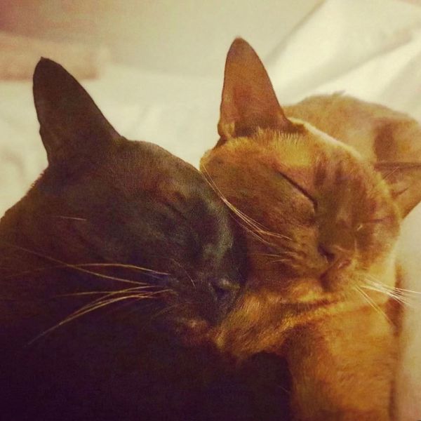 Mongut, Yindee May uit Rotterdam zoekt een Kattenoppas