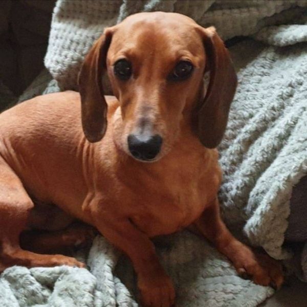 Coco en Slinky uit Barendrecht zoekt een Hondenoppas