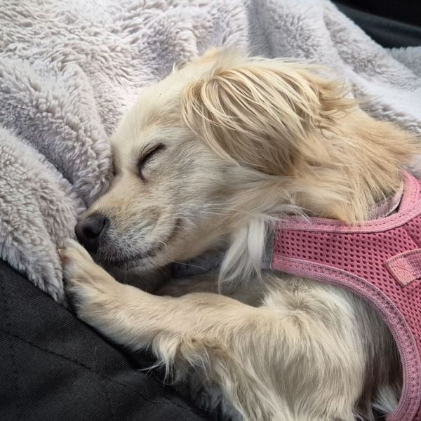 Nina uit Ermelo zoekt een Hondenoppas