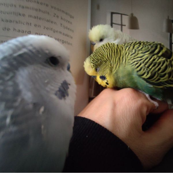 Pluisje uit Zevenaar zoekt een Vogeloppas