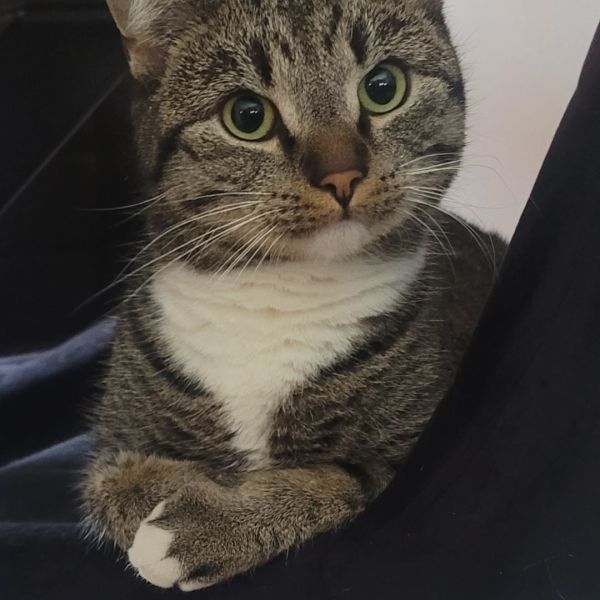 MAX uit Oude-Tonge zoekt een Kattenoppas