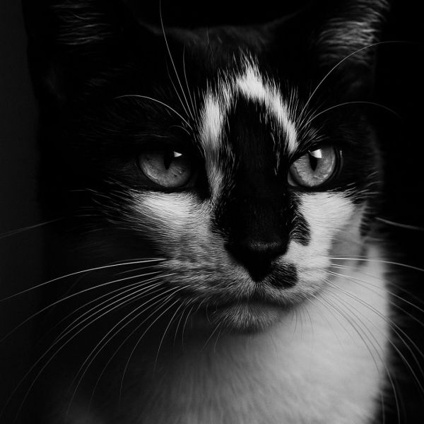 Charlie, Jack, Bella uit Stolwijk zoekt een Kattenoppas