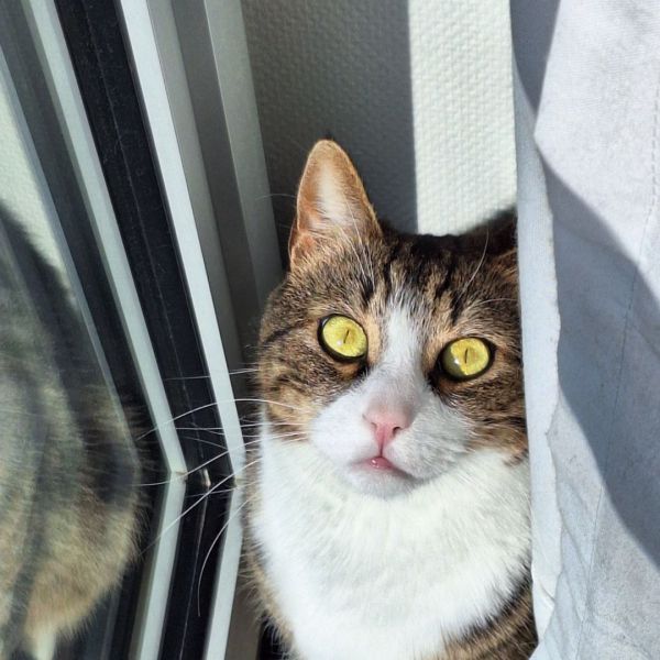 Kiwi uit Den Haag zoekt een Kattenoppas