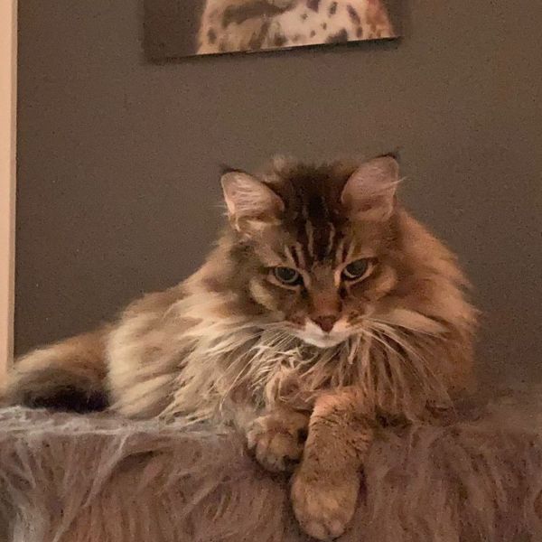 Matcho uit Assen zoekt een Kattenoppas