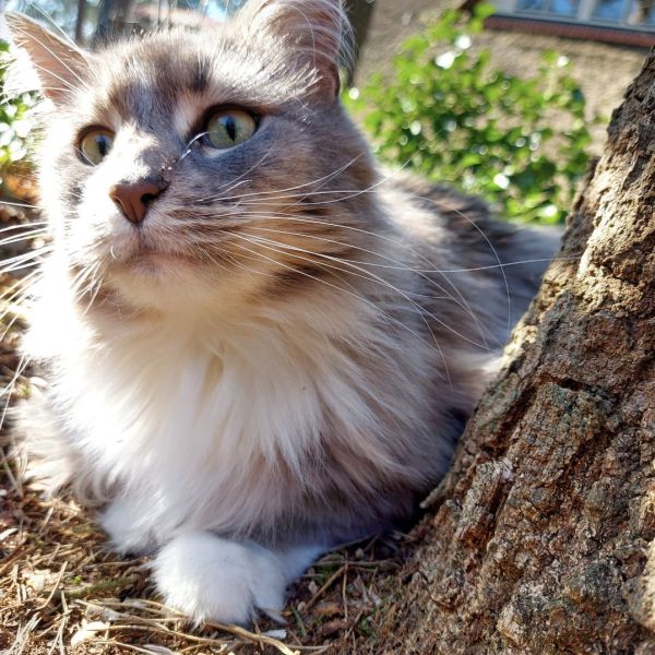 Nika uit Wezep zoekt een Kattenoppas