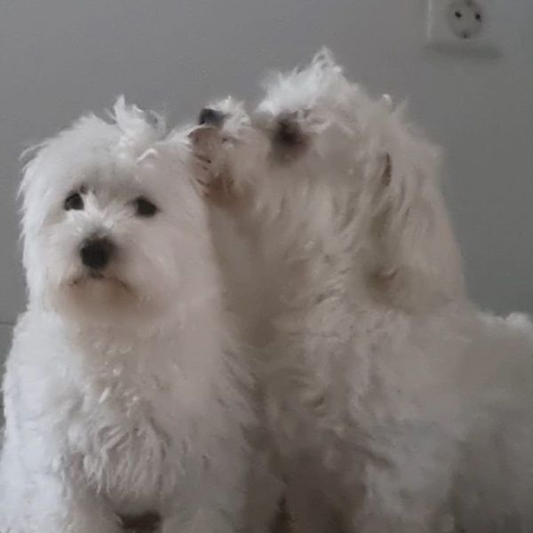 Kenji, Snowy uit Den Haag zoekt een Hondenoppas