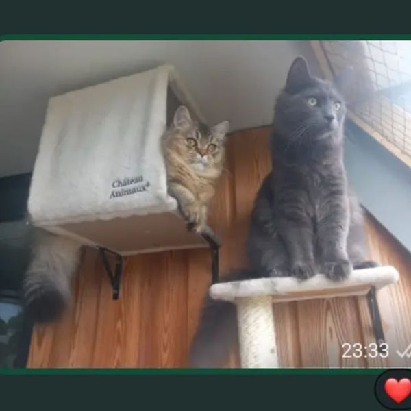 Huisdierenoppas Zorgeloos uit Nederland