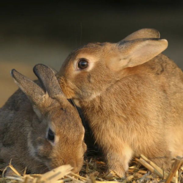 Huisdierenoppas Jasmijn uit Hoofddorp
