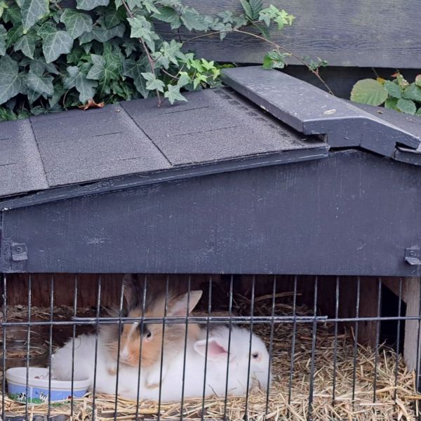 Huisdierenoppas Naomi uit Harderwijk