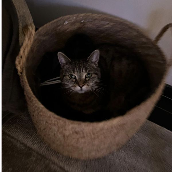 Juul, Amy uit Zaltbommel zoekt een Kattenoppas