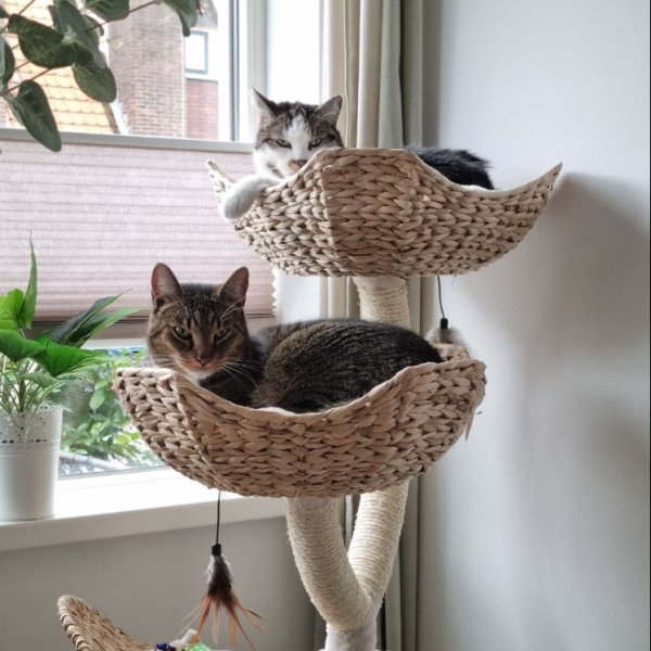 Gizmo, Jack uit Hilversum zoekt een Kattenoppas