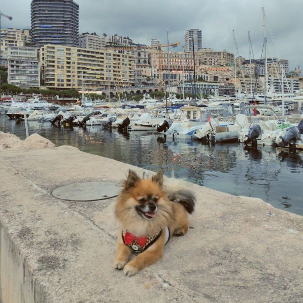 Cambeau uit Nijmegen zoekt een Hondenoppas