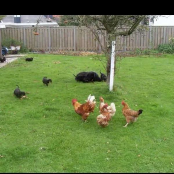 Huisdierenoppas Jacky uit Krommenie