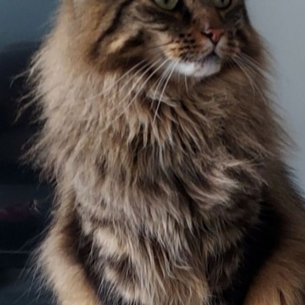 Guus, Gijs uit Renkum zoekt een Kattenoppas