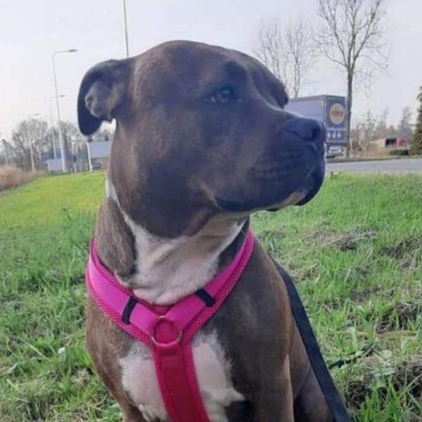 Mila uit Heerhugowaard zoekt een Hondenoppas