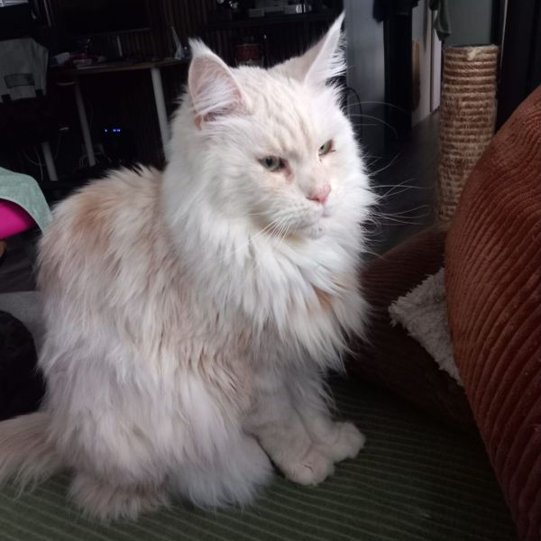 Huisdierenoppas G.T. uit Raalte