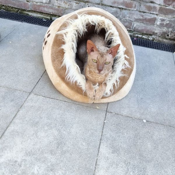 Casper, Boris, Geen uit Ijmuiden zoekt een huisdierenoppas