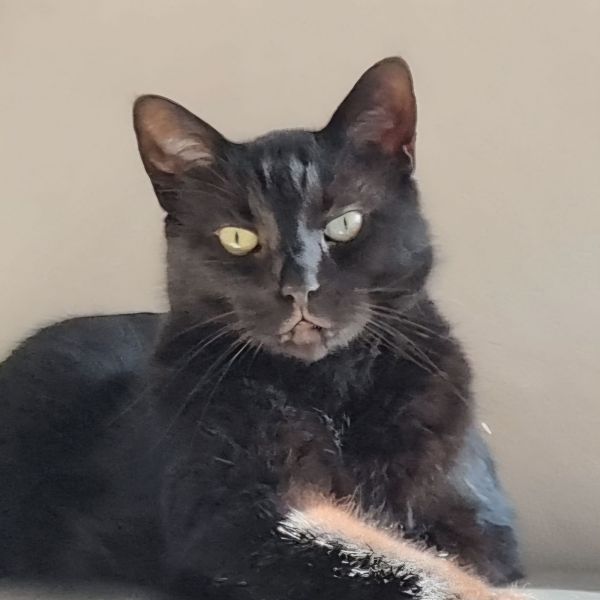 Robin uit Zetten zoekt een Kattenoppas