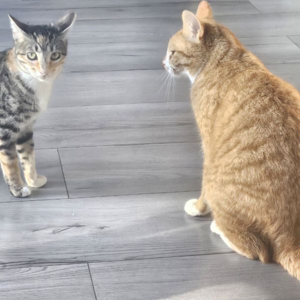 Simba, Illy uit Groningen zoekt een Kattenoppas