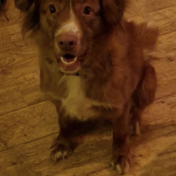 Senna uit Halsteren zoekt een Hondenoppas