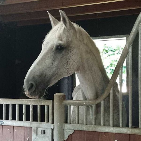 Huisdierenoppas Kat uit Oud Gastel