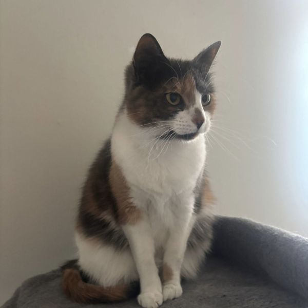 Stoetel, Teddy uit Spanbroek zoekt een Kattenoppas