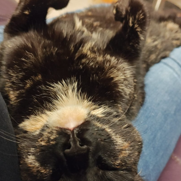 Isa uit Numansdorp zoekt een Kattenoppas