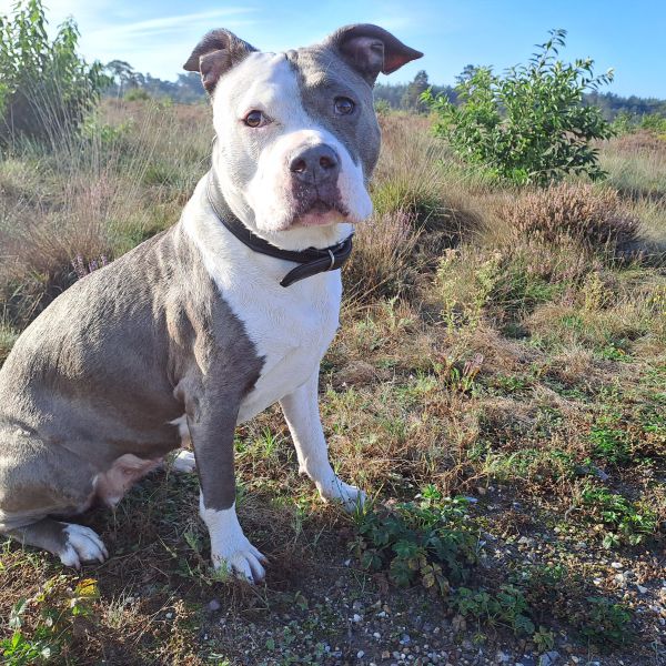 Shelby uit Apeldoorn zoekt een Hondenoppas