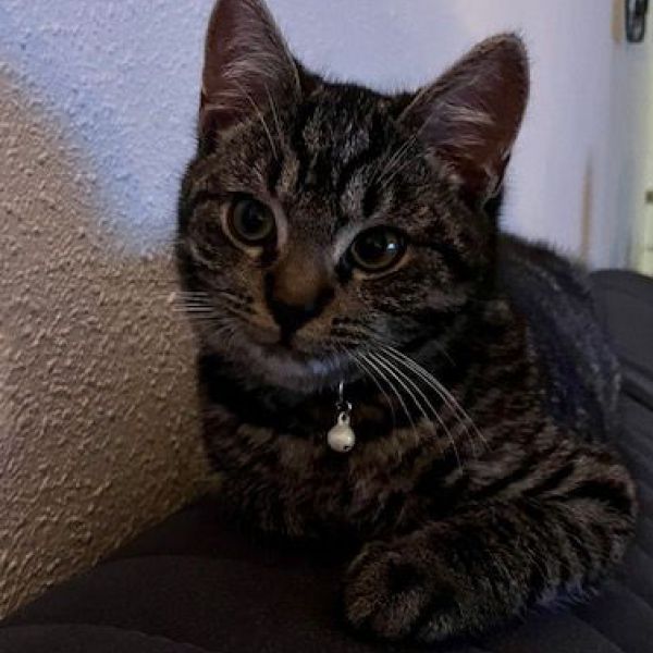 Siep, Isa uit Ruurlo zoekt een Kattenoppas