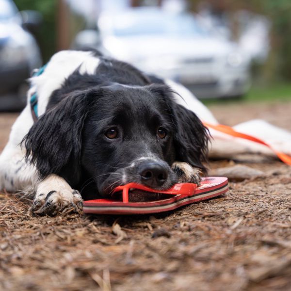 Jelle uit Breda zoekt een Hondenoppas