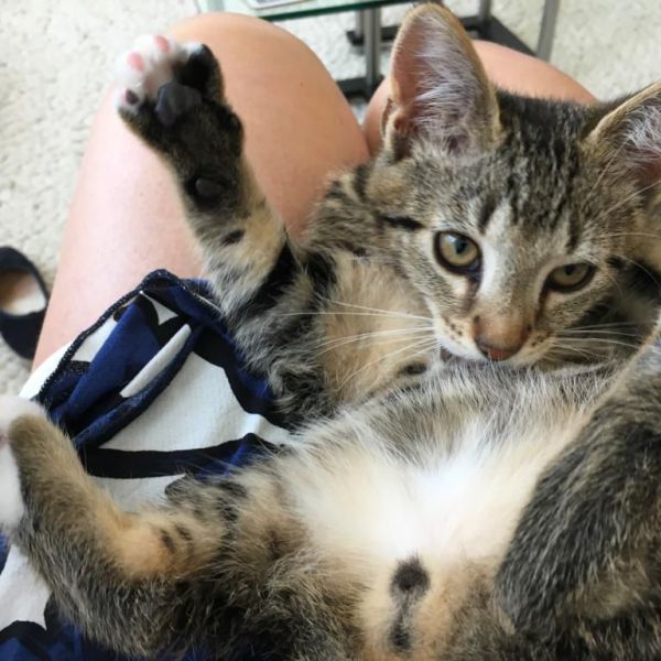 Simba uit Heemstede zoekt een Kattenoppas