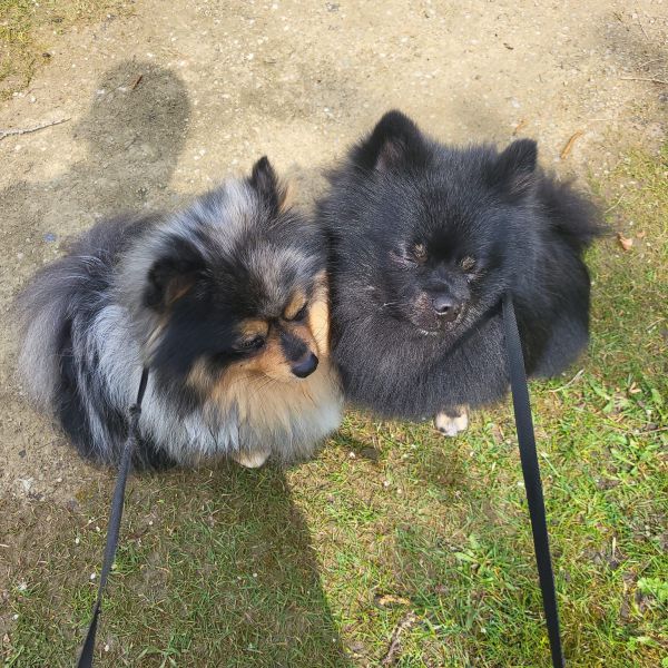 Sjors (links), Sjimmie (rechts), Spijker uit Veldhoven zoekt een Hondenoppas