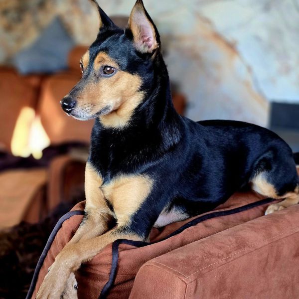 Skippy, Diva uit Emmen zoekt een Hondenoppas