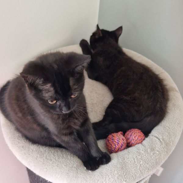 Bobbie & Clyde uit Nijkerk zoekt een Kattenoppas