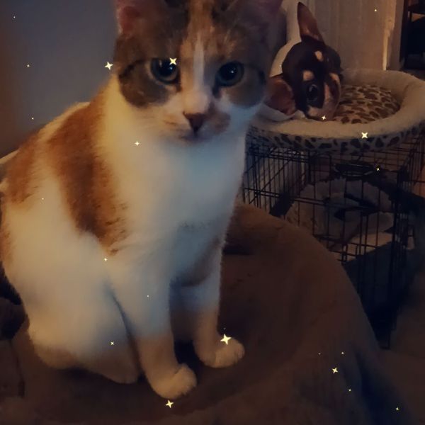 Molly, Charlie uit Almere Buiten zoekt een huisdierenoppas