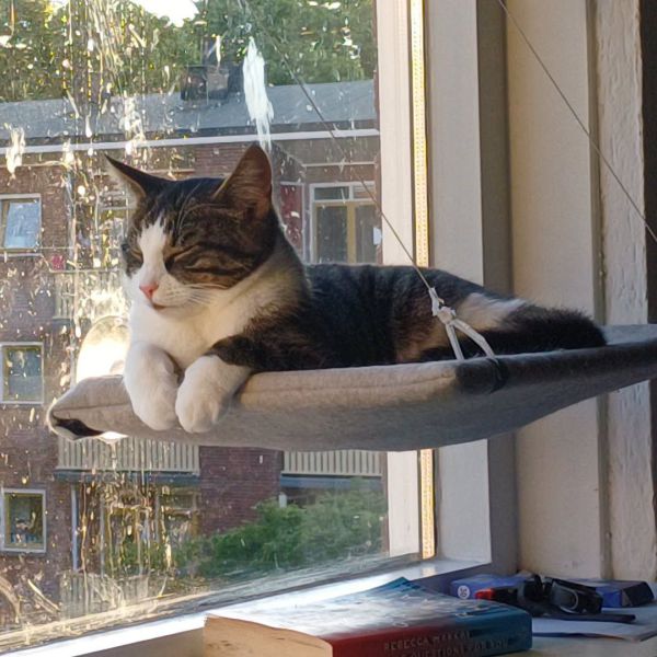 Wiske, Suske uit Deventer zoekt een Kattenoppas