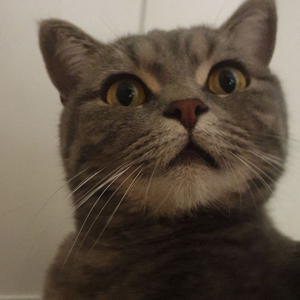 Huisdierenoppas Lilou uit Den Haag