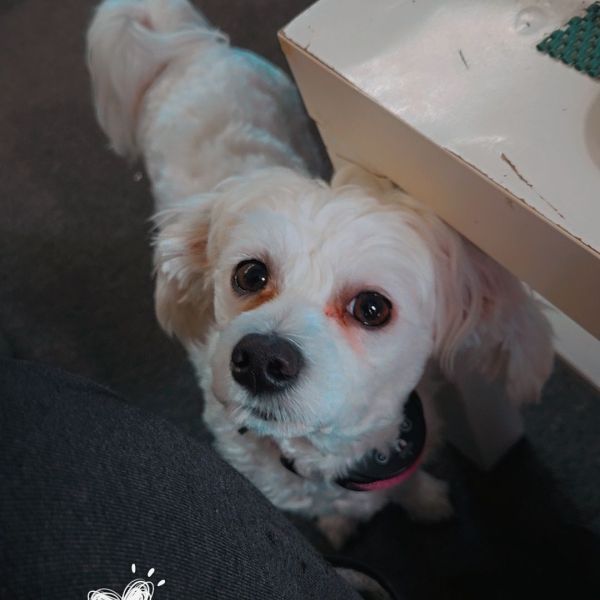 Joy uit Rotterdam zoekt een Hondenoppas