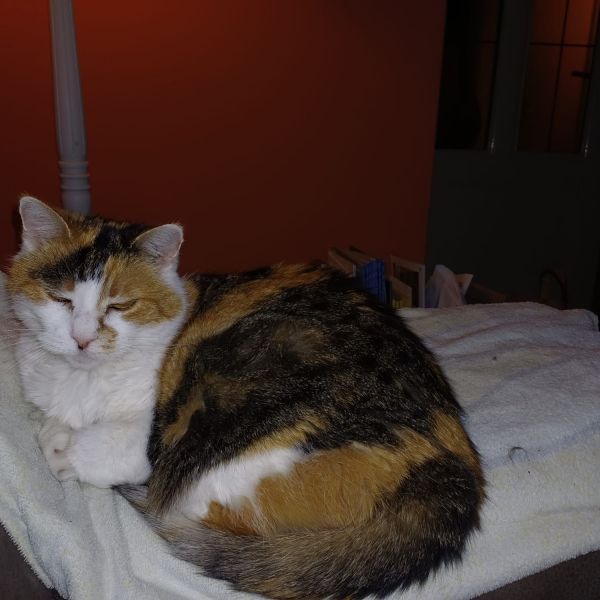 Snoezie uit Nieuwegein zoekt een Kattenoppas
