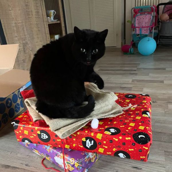 Speedy, Izzy uit Zuidbroek zoekt een Kattenoppas