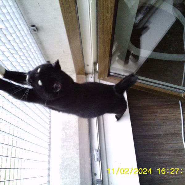 Koda uit Leeuwarden zoekt een Kattenoppas