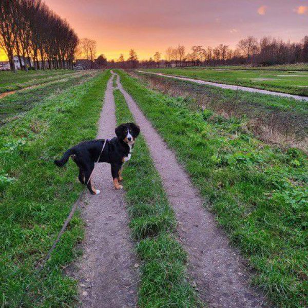 Suus (Berner Senne) uit Zoetermeer zoekt een Hondenoppas